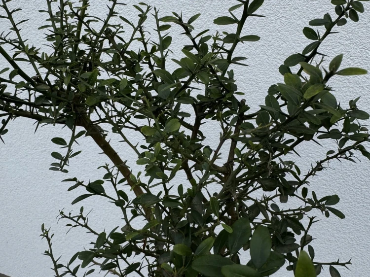 IMG_0955.jpeg